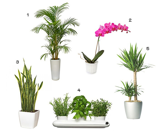 Chăm sóc cây kiểng trong nhà - top 7 lý do làm cây kiểng khô héo