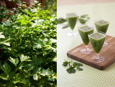 Patrunjel beneficii si proprietati